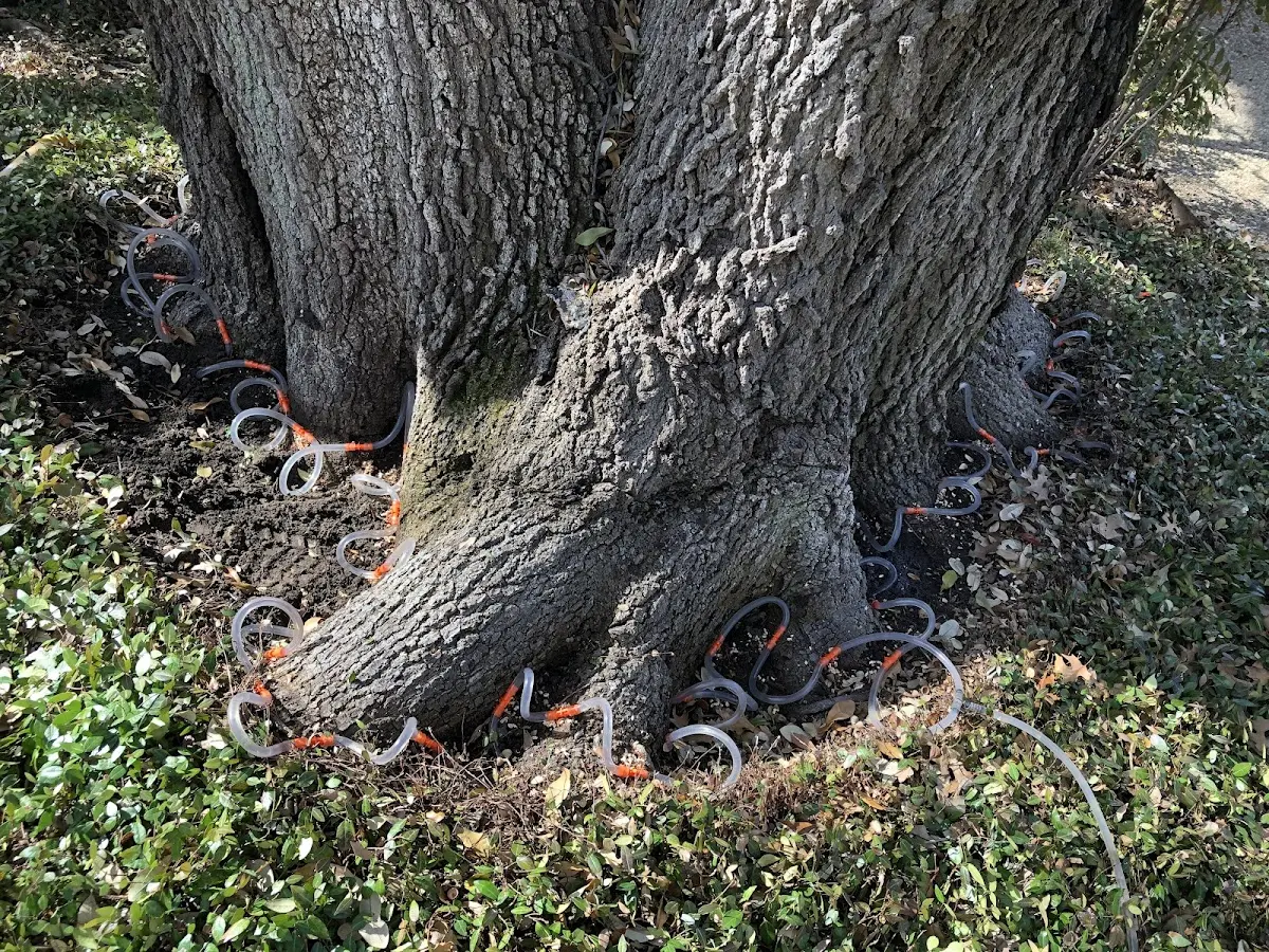 Detailed Tree Cabling and Bracing job site in Cape May